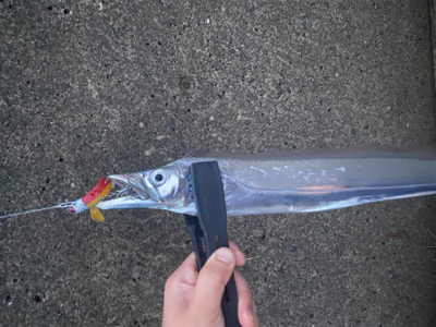 朝まずめ太刀魚