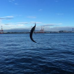 今朝も変わりなく小鯖。。。