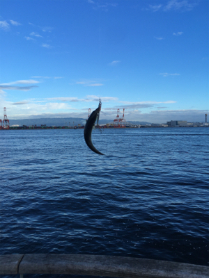 今朝も変わりなく小鯖。。。