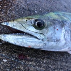 青物!ミニ波止でサワラさん(^^)