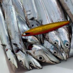 須磨沖タチウオジギング