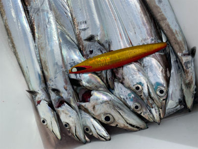 須磨沖タチウオジギング