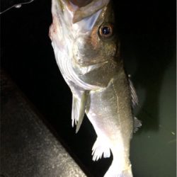 大阪湾奥パトロール