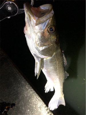 大阪湾奥パトロール