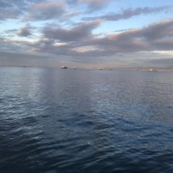 台風後の青タチ調査