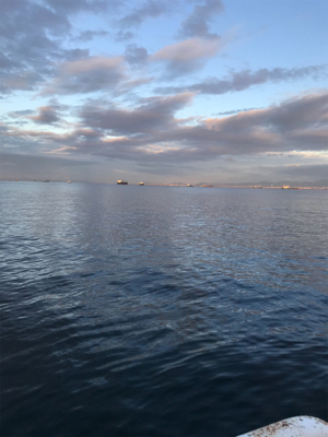 台風後の青タチ調査