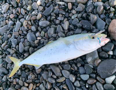 ナブラが遠い。