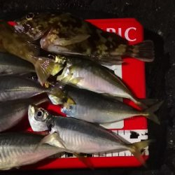 アジング練習 188