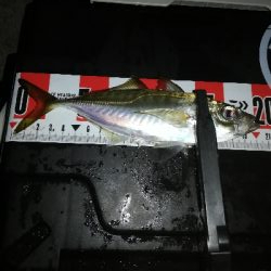 闇アジング。太刀魚全くダメです。