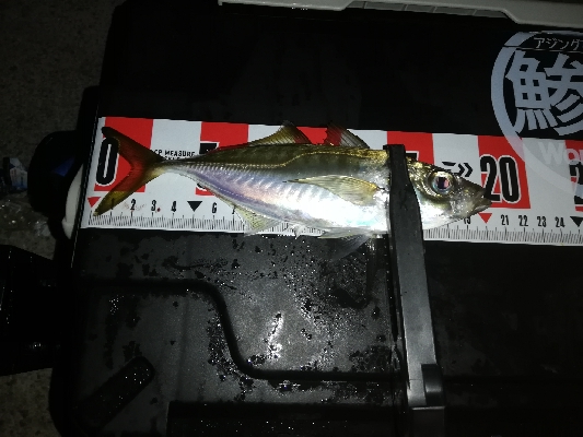 闇アジング。太刀魚全くダメです。
