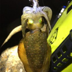 連日エギング(^.^)