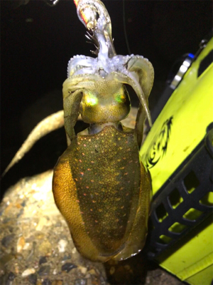 連日エギング(^.^)