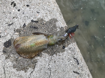 秋イカエギング