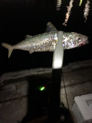 サバしかいない