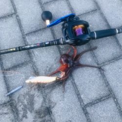 コスモスクエア釣果