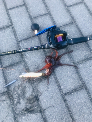 コスモスクエア釣果