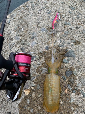 そろそろ秋イカ…