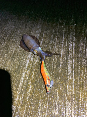 雨の中のエギング