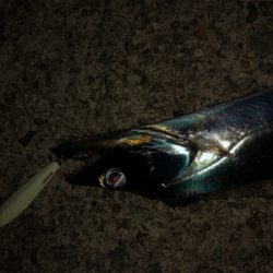 珍しく太刀魚狙い