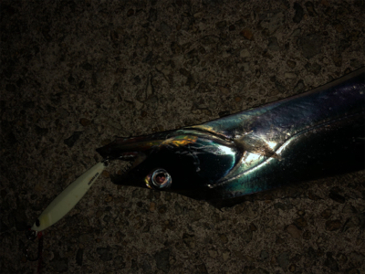 珍しく太刀魚狙い