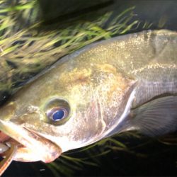 大阪シーバスパトロール