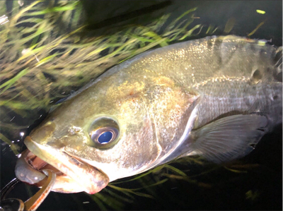 大阪シーバスパトロール