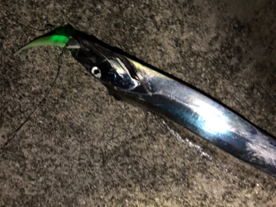 DAISO タチウオワーム 無双！