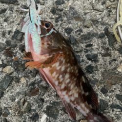 ガシラばっかり！