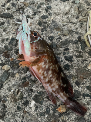 ガシラばっかり！