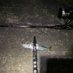 サバゲー 中層にカタクチ