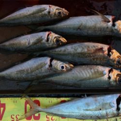 久々のアジング