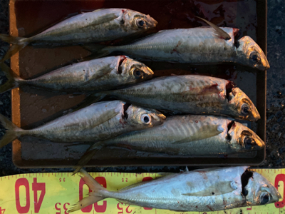 久々のアジング