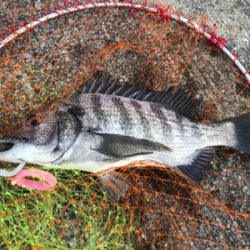 小型が多かったが4枚