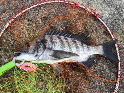 小型が多かったが4枚