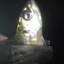 タチウオ居てません!2020ライトゲーム第26戦