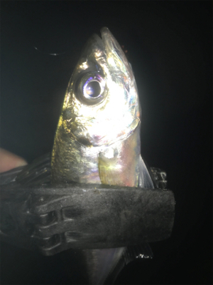 タチウオ居てません！2020ライトゲーム第…