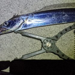 どうにか持ち帰りサイズの太刀魚