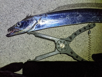 どうにか持ち帰りサイズの太刀魚