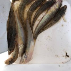 そろそろ良型あがります！