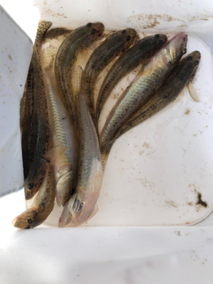 そろそろ良型あがります！