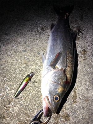 大阪湾奥パトロール