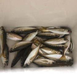 小アジのサイズが大きくなって来た