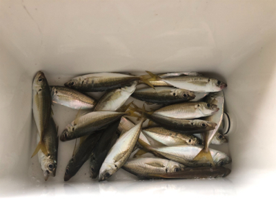 小アジのサイズが大きくなって来た