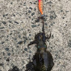 アオリイカを求めて⑪