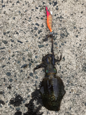 アオリイカを求めて⑪