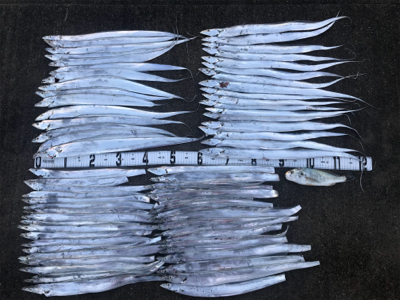 タチウオ　ジギング