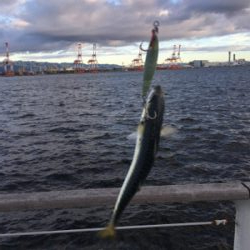 安定の鯖祭り。。。