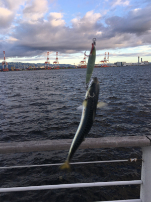 安定の鯖祭り。。。