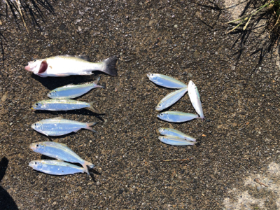 サッパがちらほら…