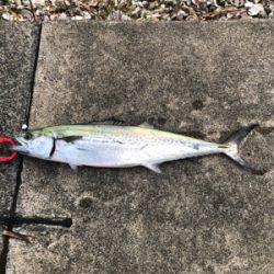 初めてのライトショアジギ